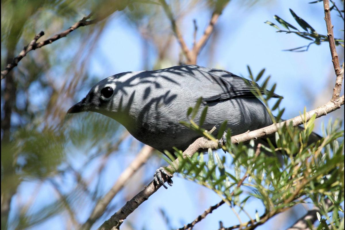 Grey Cuckooshrike